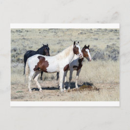 WILD HORSES POSTKARTE