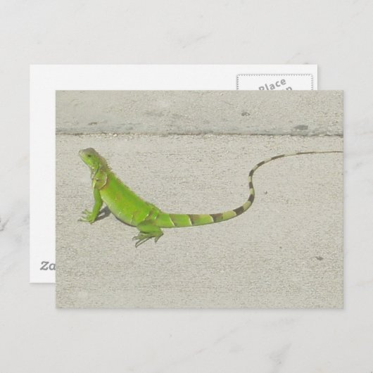 Wild Iguana Postkarte (Vorne/Hinten)