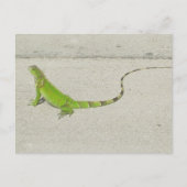 Wild Iguana Postkarte (Vorderseite)