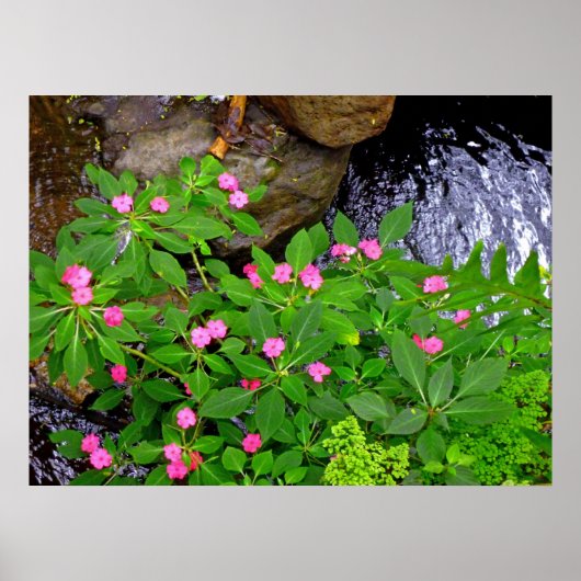 Wild Impatiens und Ferns Poster (Vorne)