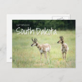 Wild in South Dakota Postkarte (Vorne/Hinten)