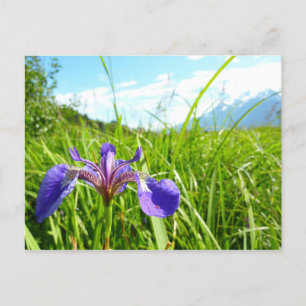 Wild Iris and Alaskan Landscape Postkarte