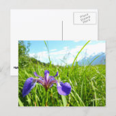 Wild Iris and Alaskan Landscape Postkarte (Vorne/Hinten)