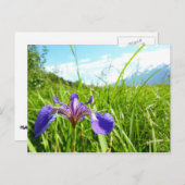 Wild Iris and Alaskan Landscape Postkarte (Vorne/Hinten)