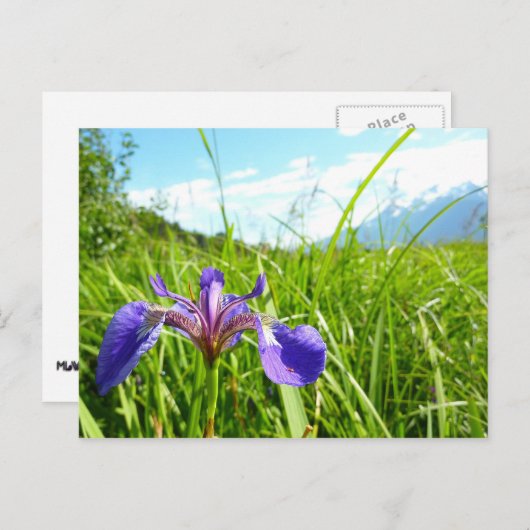 Wild Iris and Alaskan Landscape Postkarte (Vorne/Hinten)