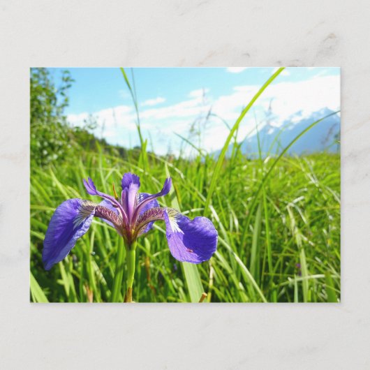 Wild Iris and Alaskan Landscape Postkarte (Vorderseite)