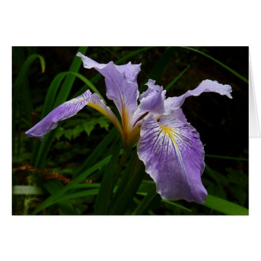 Wild Iris Blume Lila Floral (Vorderseite (Horizontal))