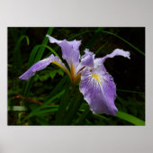 Wild Iris Blume Lila Floral Poster (Vorne)