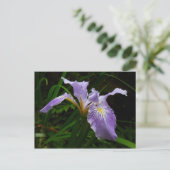 Wild Iris Blume Lila Floral Postkarte (Stehend Vorderseite)