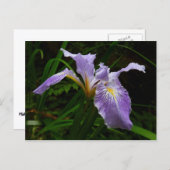 Wild Iris Blume Lila Floral Postkarte (Vorne/Hinten)