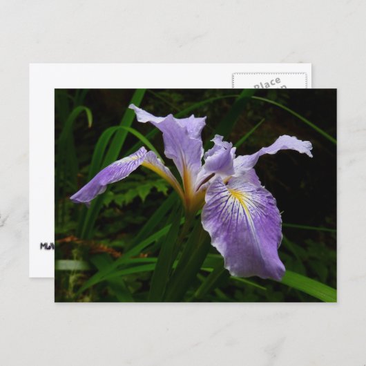 Wild Iris Blume Lila Floral Postkarte (Vorne/Hinten)
