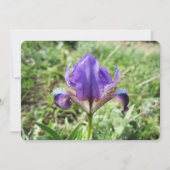 Wild Iris Feiertagskarte (Vorderseite)
