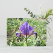 Wild Iris Feiertagskarte (Stehend Vorderseite)