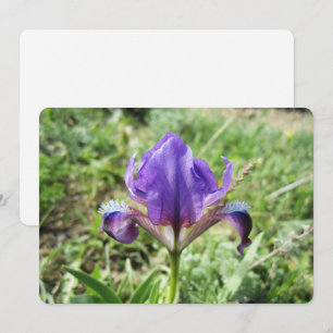 Wild Iris Feiertagskarte