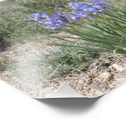 Wild Iris Fotodruck (Ecke)