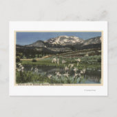 Wild Iris Growing nahe am Mammoth Postkarte (Vorderseite)