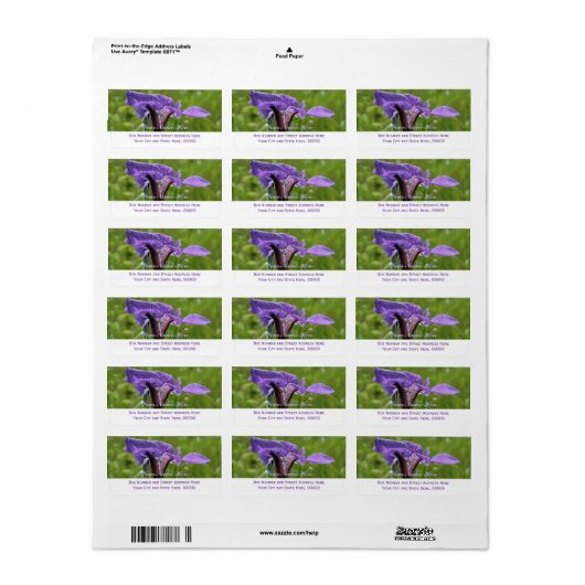 Wild Iris, Iris setosa Adressaufkleber (Vorne)