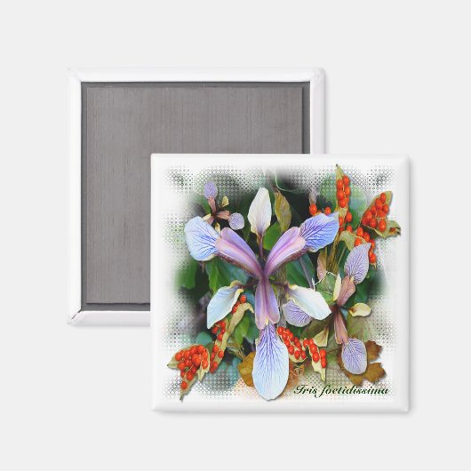 WILD IRIS ~ Magnet (Vorderseite/Rückseite)