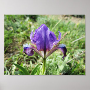 Wild Iris Poster