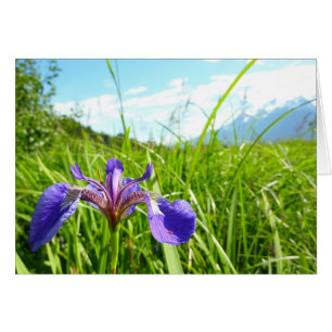Wild Iris und Alaskan Landscape