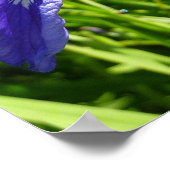 Wild Iris und Alaskan Landscape Poster (Ecke)