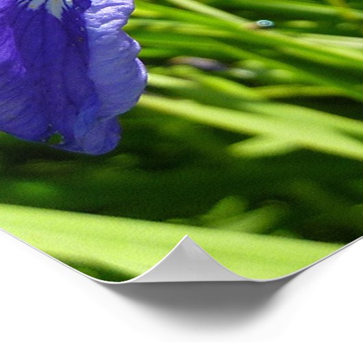 Wild Iris und Alaskan Landscape Poster (Ecke)