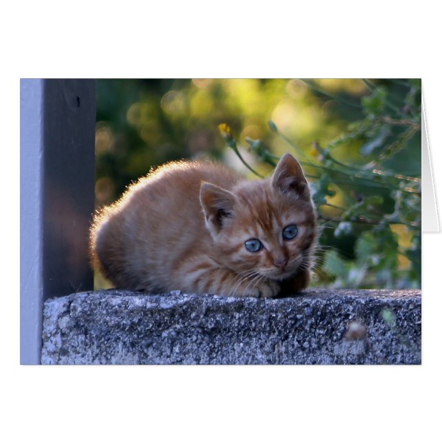 Wild-Italienisches Kitten (Vorderseite (Horizontal))