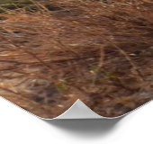 Wild Jackal Poster (Ecke)