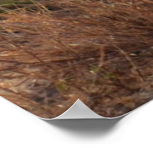 Wild Jackal Poster (Ecke)