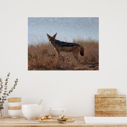 Wild Jackal Poster (Küche)