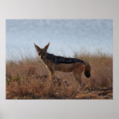 Wild Jackal Poster (Vorne)