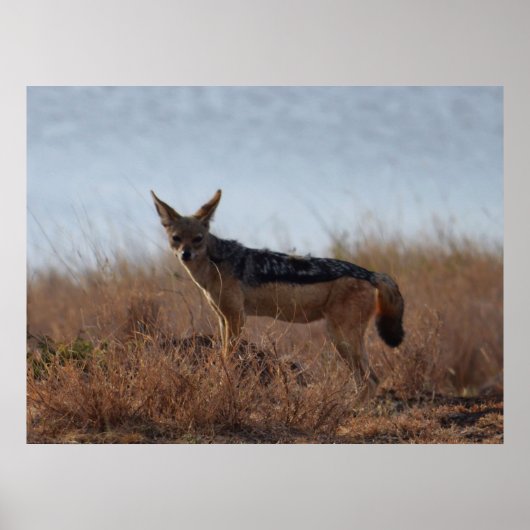 Wild Jackal Poster (Vorne)