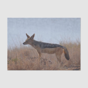 Wild Jackal Seidenpapier