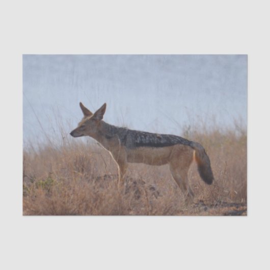 Wild Jackal Seidenpapier (Vorderseite)