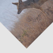 Wild Jackal Seidenpapier (Ausschnitt)