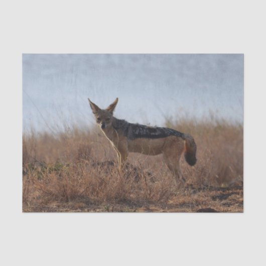 Wild Jackal Seidenpapier (Vorderseite)