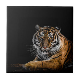 Wild Jungle Animal Tiger Fliese