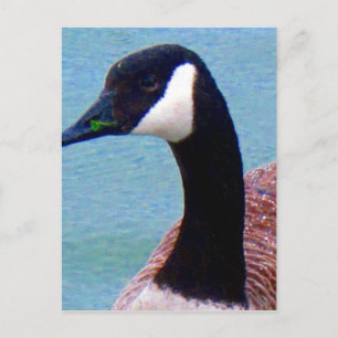 Wild kanadische Gans Postkarte