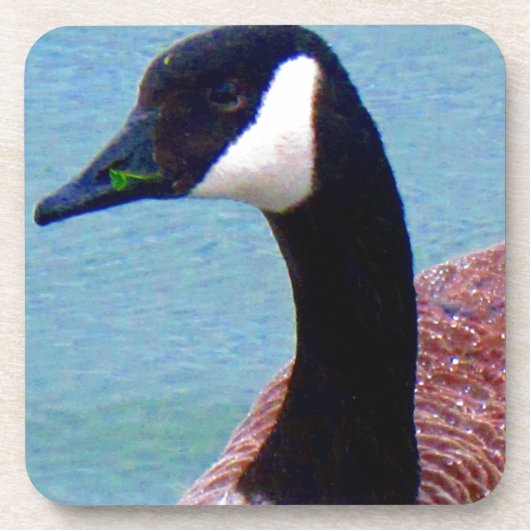 Wild kanadische Gans Untersetzer (Vorderseite)