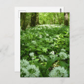 Wild-Knoblauch-Woodland Postkarte (Vorne/Hinten)