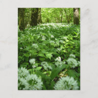 Wild-Knoblauch-Woodland