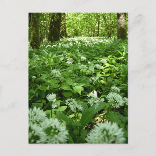 Wild-Knoblauch-Woodland Postkarte (Vorderseite)