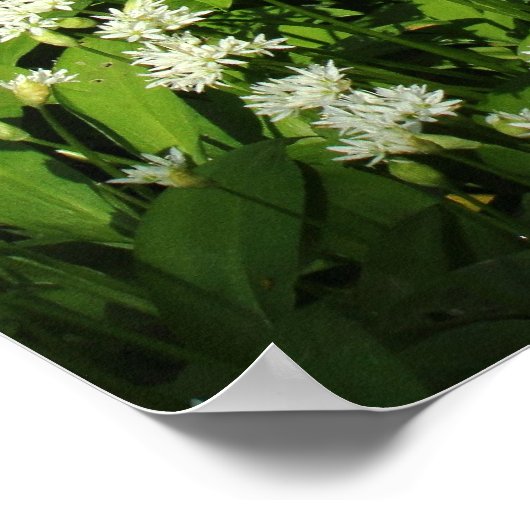 Wild Knolic Poster (Ecke)