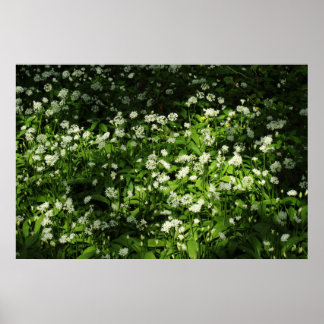 Wild Knolic Poster