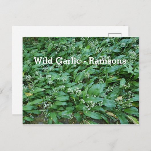 Wild Knolic - Ramsons Postkarte (Vorne/Hinten)