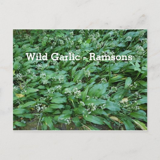 Wild Knolic - Ramsons Postkarte (Vorderseite)