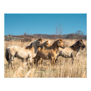 Wild Konik ponies Wicken Fen Cambridgeshire UK Fotodruck