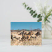Wild Konik ponies Wicken Fen Cambridgeshire UK Postkarte (Stehend Vorderseite)