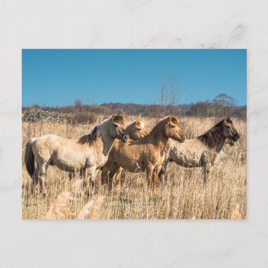Wild Konik ponies Wicken Fen Cambridgeshire UK Postkarte (Vorderseite)