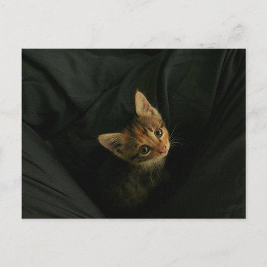 Wild L. Postkarte (Vorderseite)